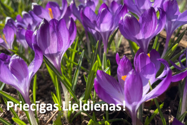Plašs plāns ziedošiem violetiem krokusa ziediem saules gaismā ar zaļu zāli un augsni. Baltā krāsā redzams latvisks uzraksts Priecīgas Lieldienas!, kas novēl priecīgas Lieldienas.